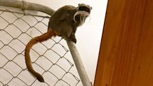 Officers from Dallas and Lancaster found the Dallas Zoo's missing emperor tamarin monkeys in an abandoned home Tuesday.