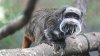Two Tamarin Monkeys Believed to Have Been Taken From the Dallas Zoo