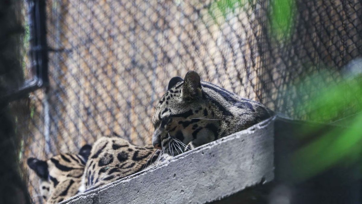 Clouded Leopard Escapes Habitat at Dallas Zoo
