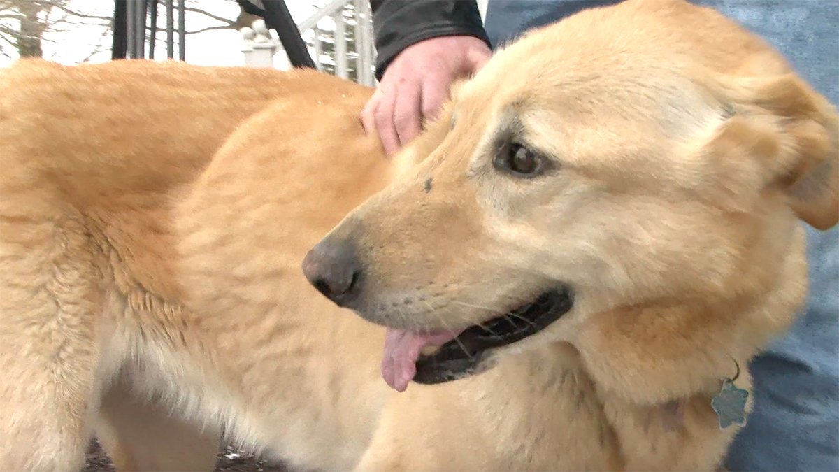 Illinois Dog Believed to Have Died in Barn Fire Found Alive Weeks Later – NBC 5 Dallas-Fort Worth - Vimarsana News