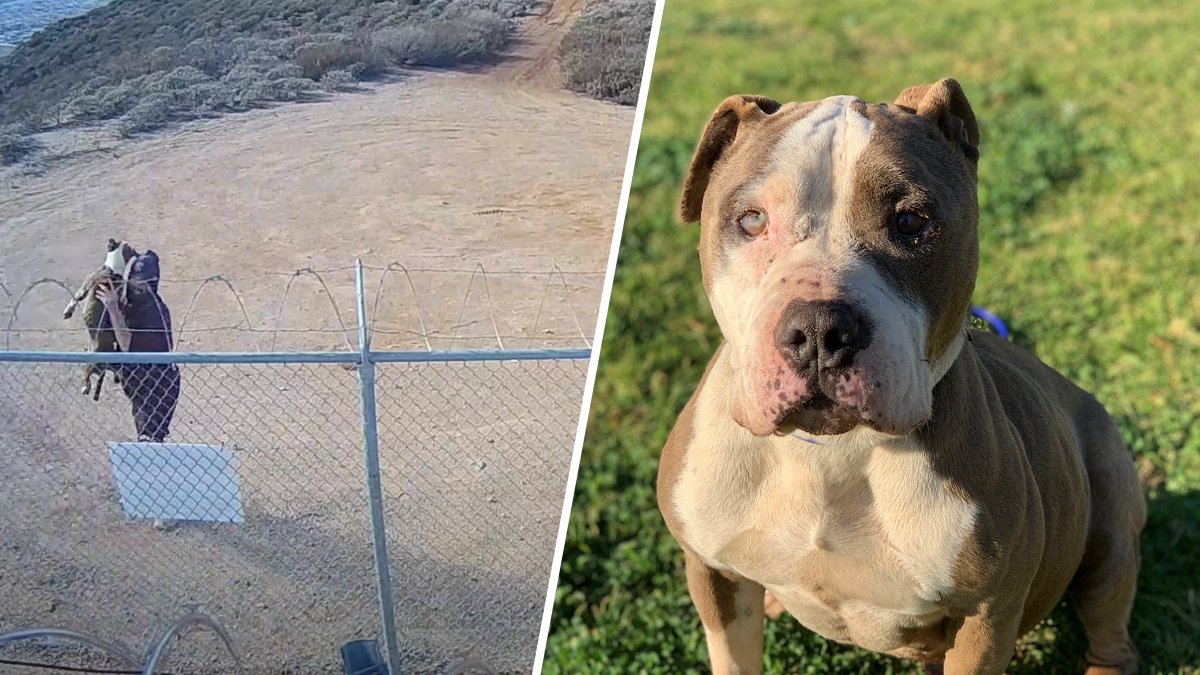 Video: Dog Miraculously Unharmed After Man Tosses It Over Fence – NBC 5 Dallas-Fort Worth - Vimarsana News