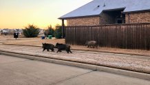 Wild hogs in McKinney