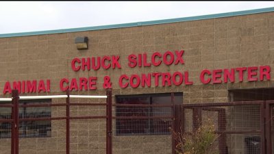 Animal Shelter in Fort Worth Battles Influenza – NBC 5 Dallas-Fort Worth Animal Shelter in Fort Worth Battles Influenza – NBC 5 Dallas-Fort Worth
