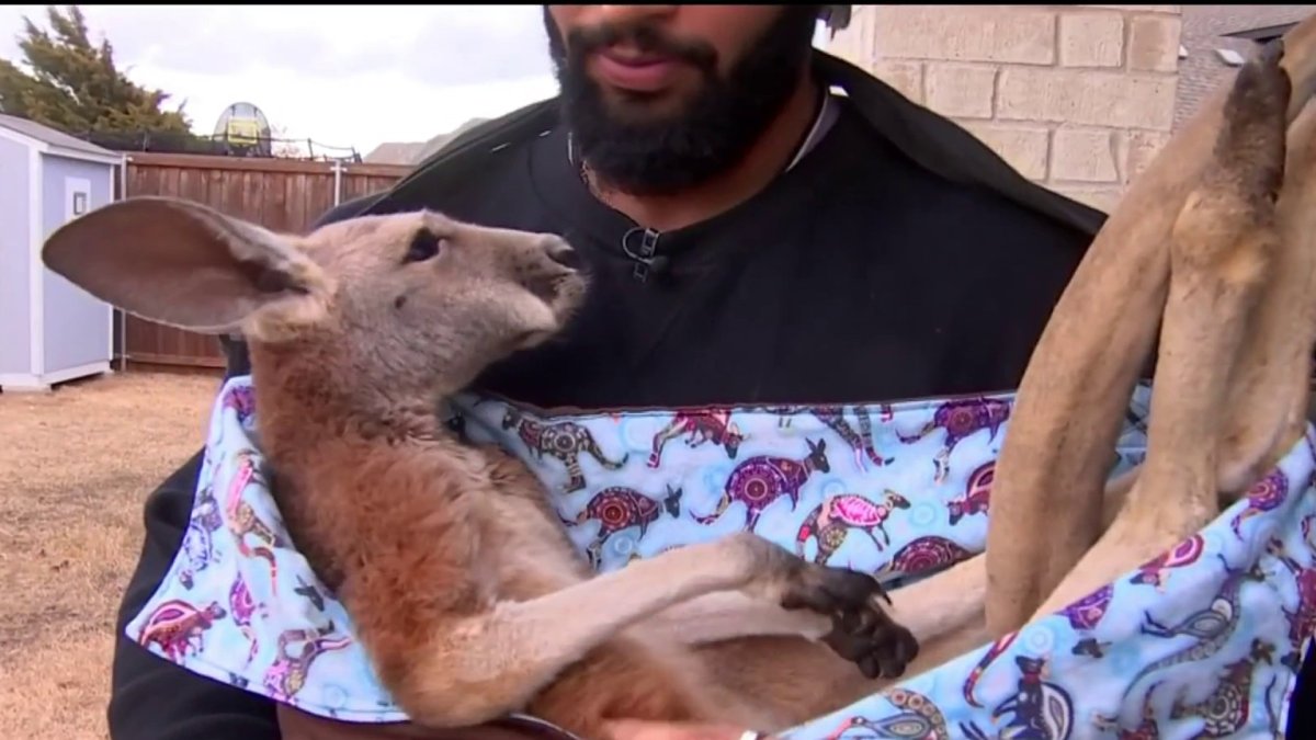 Kangaroo Seen Hopping Through Prosper Neighborhood Recaptured NBC 5 kangaroo-seen-hopping-through-prosper-neighborhood-recaptured-nbc-5