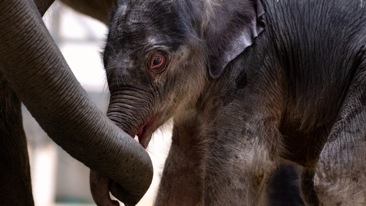 It’s A Boy! Fort Worth Zoo Welcomes Baby Elephant