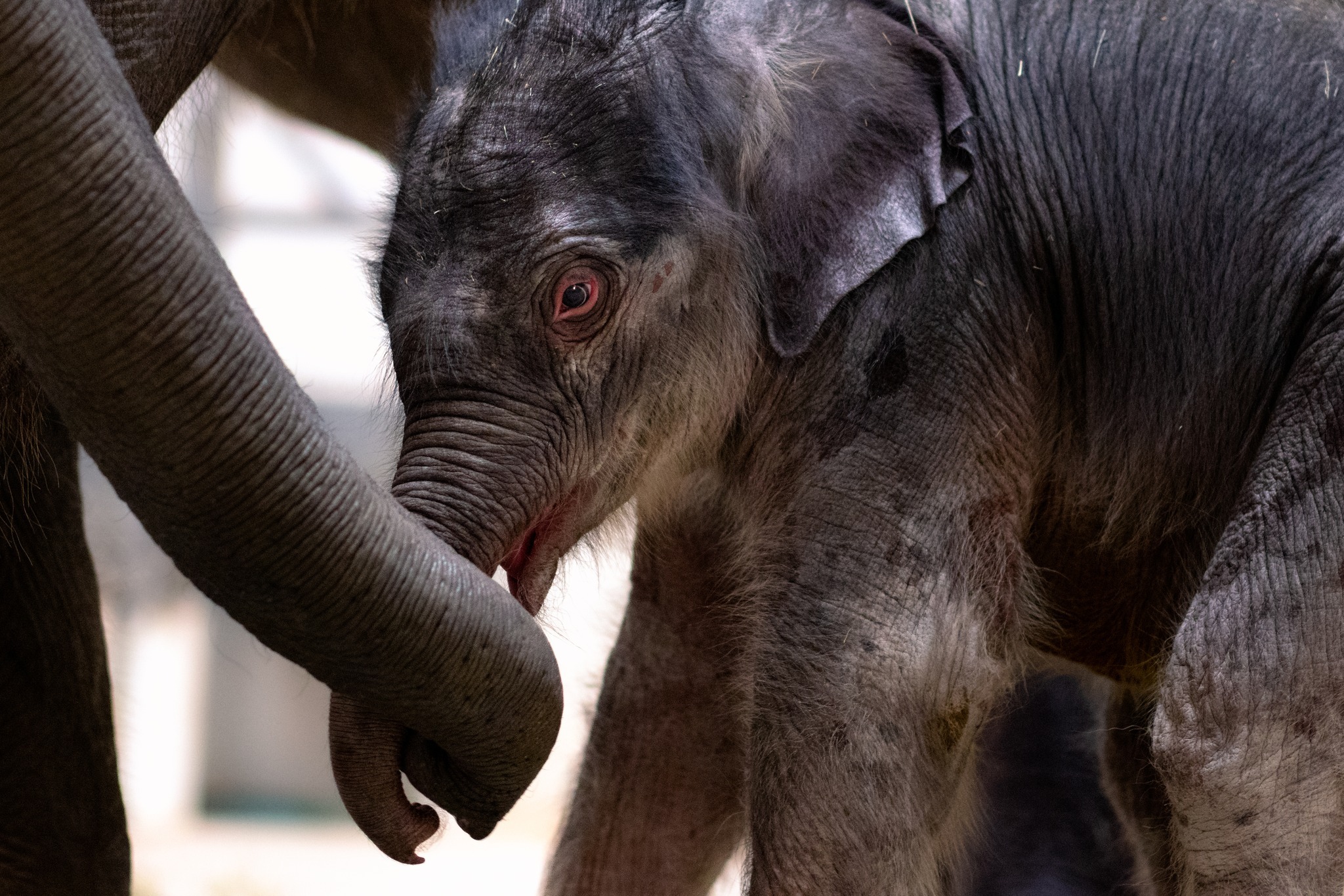 Texas Zoo Welcomes Baby Elephant – NBC 5 Dallas-Fort Worth