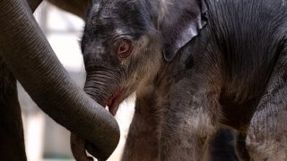 The Fort Worth Zoo this week announced the addition of a new baby: a male Asian elephant born early Thursday morning.