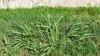 With milder February temperatures: Beware of crabgrass!