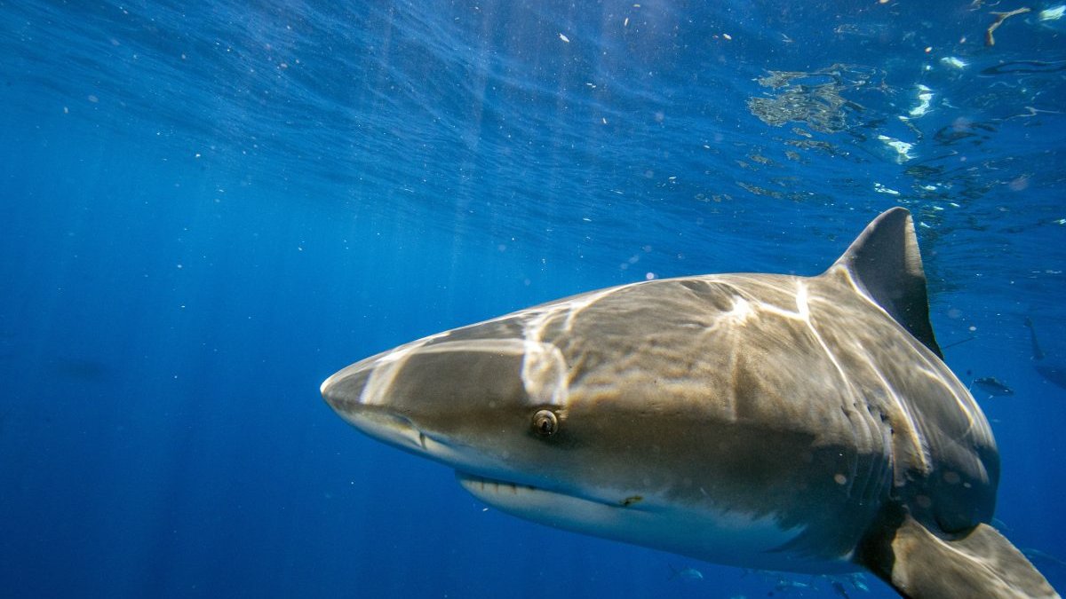 Florida Named World’s Shark Bite Capital in 2022. Here’s How to Avoid Attacks