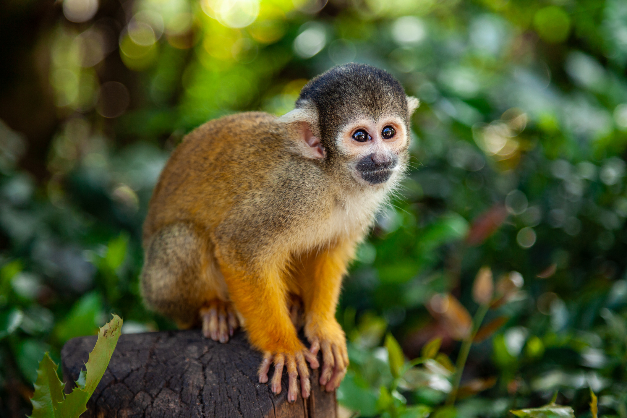 12 Monkeys Stolen From Louisiana Zoo – NBC 5 Dallas-Fort Worth