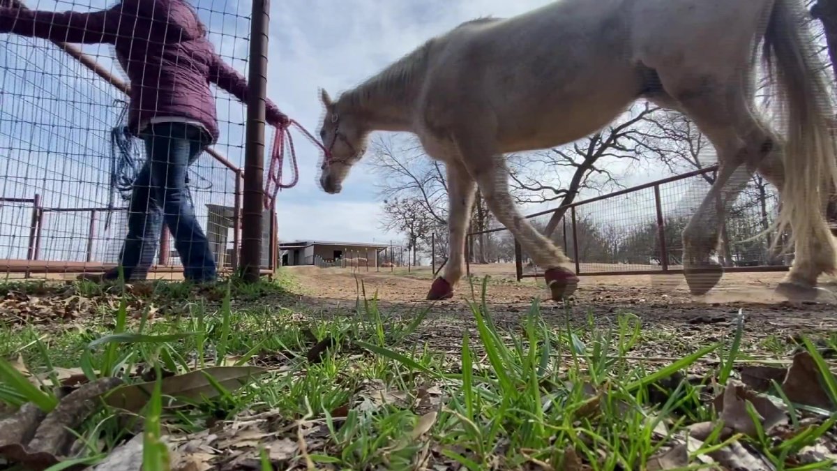 Rewarding Horses Texas Horse Sanctuary Holds Fundraiser – NBC 5 Dallas-Fort Worth