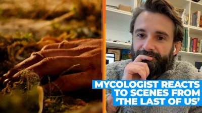 We Asked a Fungi Expert If the Plot of ‘The Last of Us' Could Actually Happen
