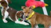 Beagle Rescued From Puppy Mill to Compete in ‘Puppy Bowl'