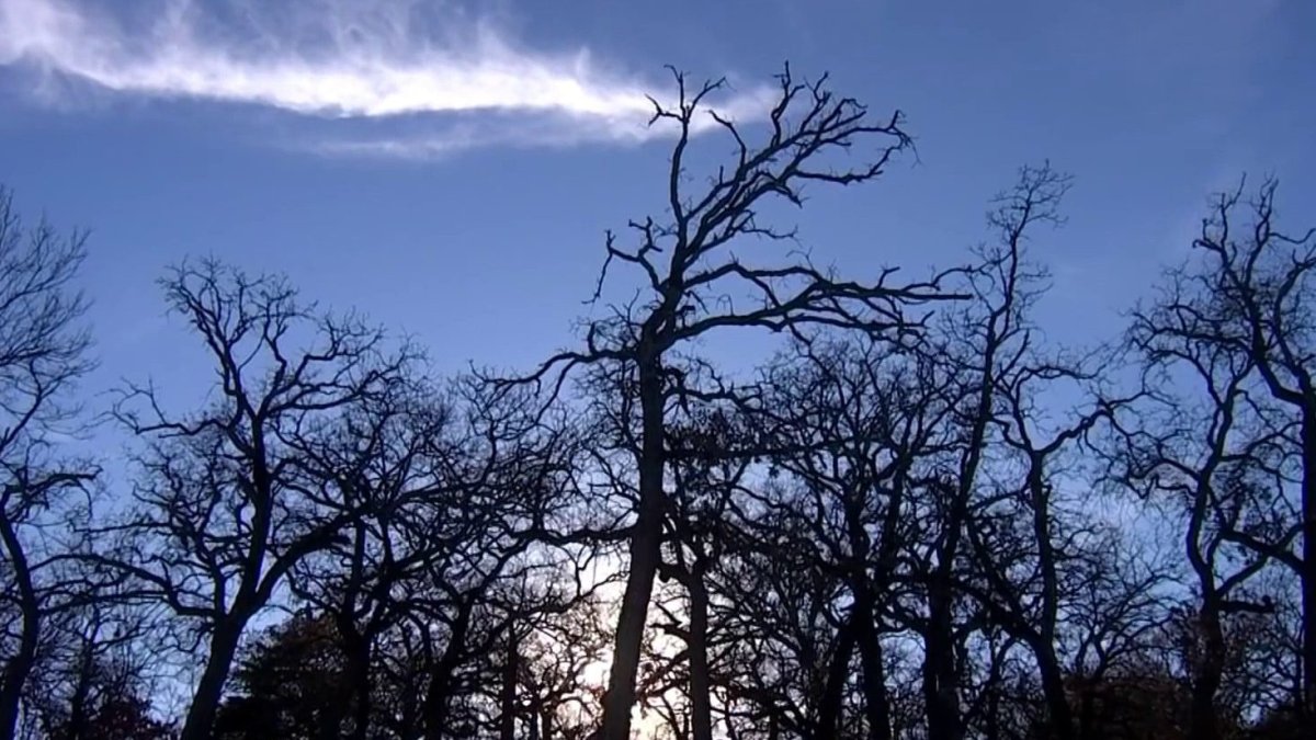 Fight to Save Historic Trees in Colleyville – NBC 5 Dallas-Fort Worth - Vimarsana News