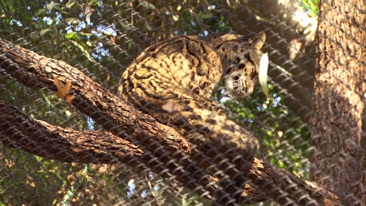 How Police Tracked Down the Man Accused in Dallas Zoo Incidents – NBC 5