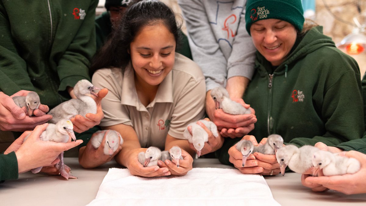 17 Threatened Lesser Flamingo Chicks Born at Fort Worth Zoo – NBC 5 ...