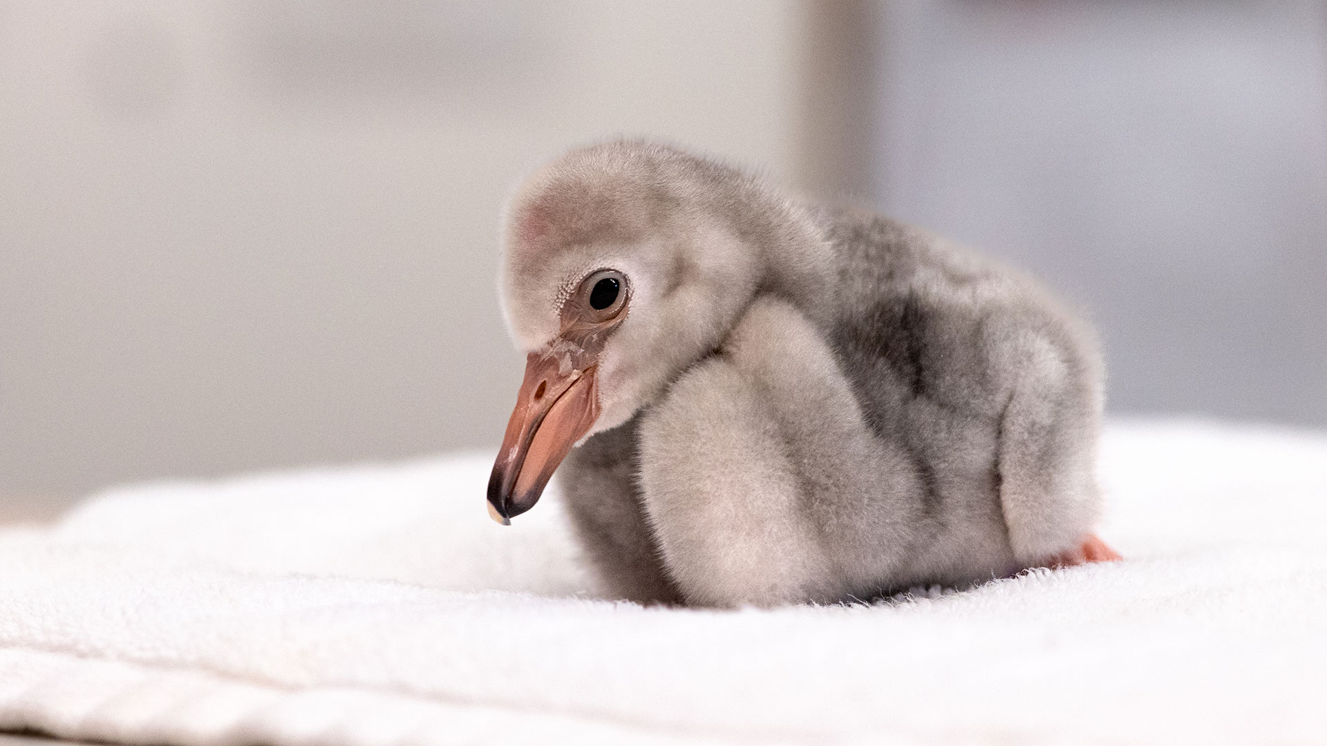 17 Threatened Lesser Flamingo Chicks Born at Fort Worth Zoo – NBC 5 ...