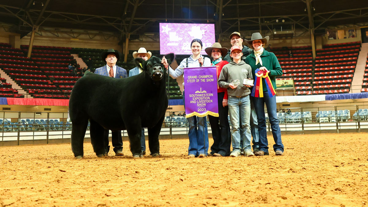 Grand Champion Steer Shatters Auction Record NBC 5 DallasFort Worth