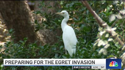 Egrets Return to North Texas in Search of Nesting Spots