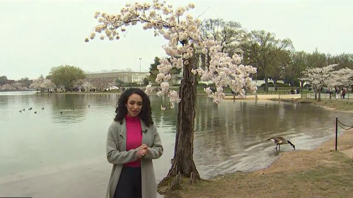 Washington Nationals Honor City's Iconic Cherry Blossoms with City