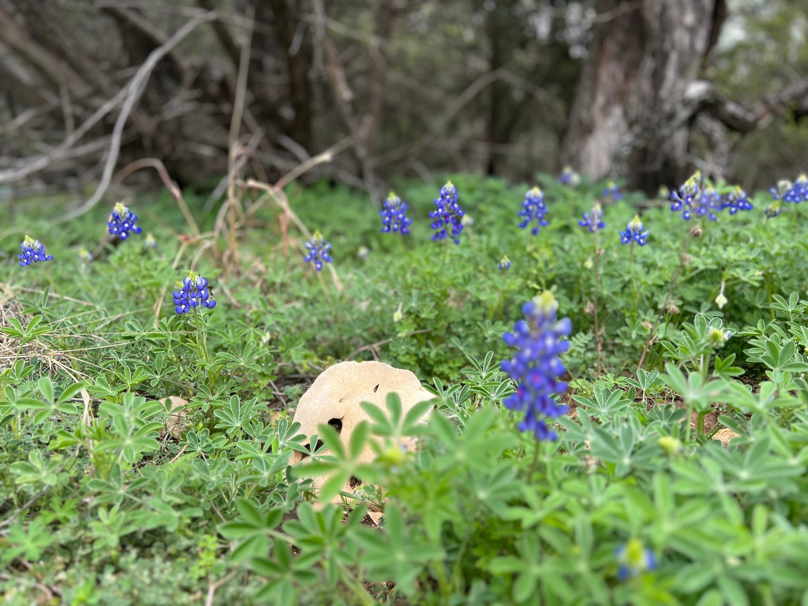 Bluebonnets in Bloom 2023 – NBC 5 Dallas-Fort Worth