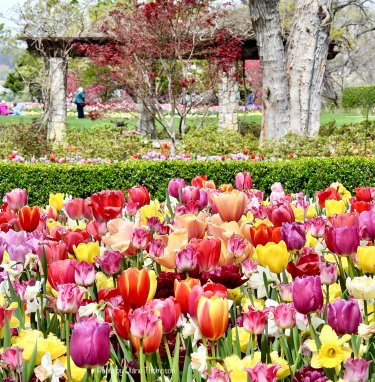 Your Spring Photos 2023 – NBC 5 Dallas-Fort Worth