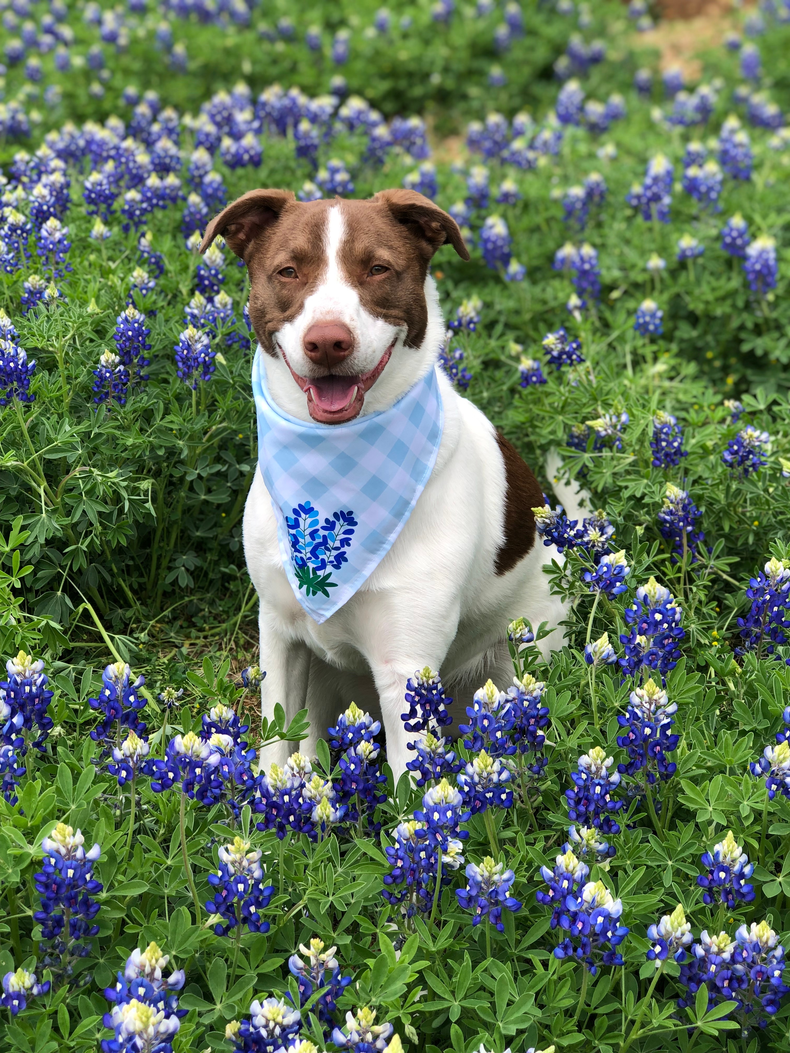 Bluebonnets in Bloom 2023 NBC 5 Dallas Fort Worth