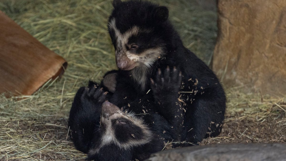 San Diego Zoo Welcomes Twin Andean Bear Cubs – NBC 5 Dallas-Fort Worth - Vimarsana News