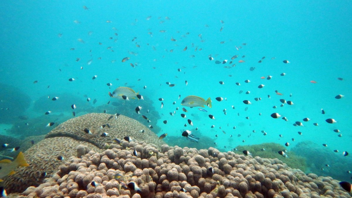 U.N. Creates Treaty to Protect Marine Life on High Seas – NBC 5 Dallas-Fort Worth - Vimarsana News
