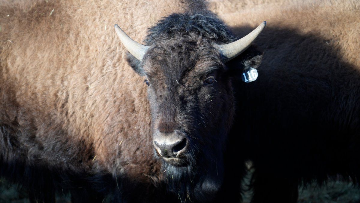US Reintroduces Bisons to Native Lands in Oklahoma, Colorado – NBC 5 Dallas-Fort Worth - Vimarsana News