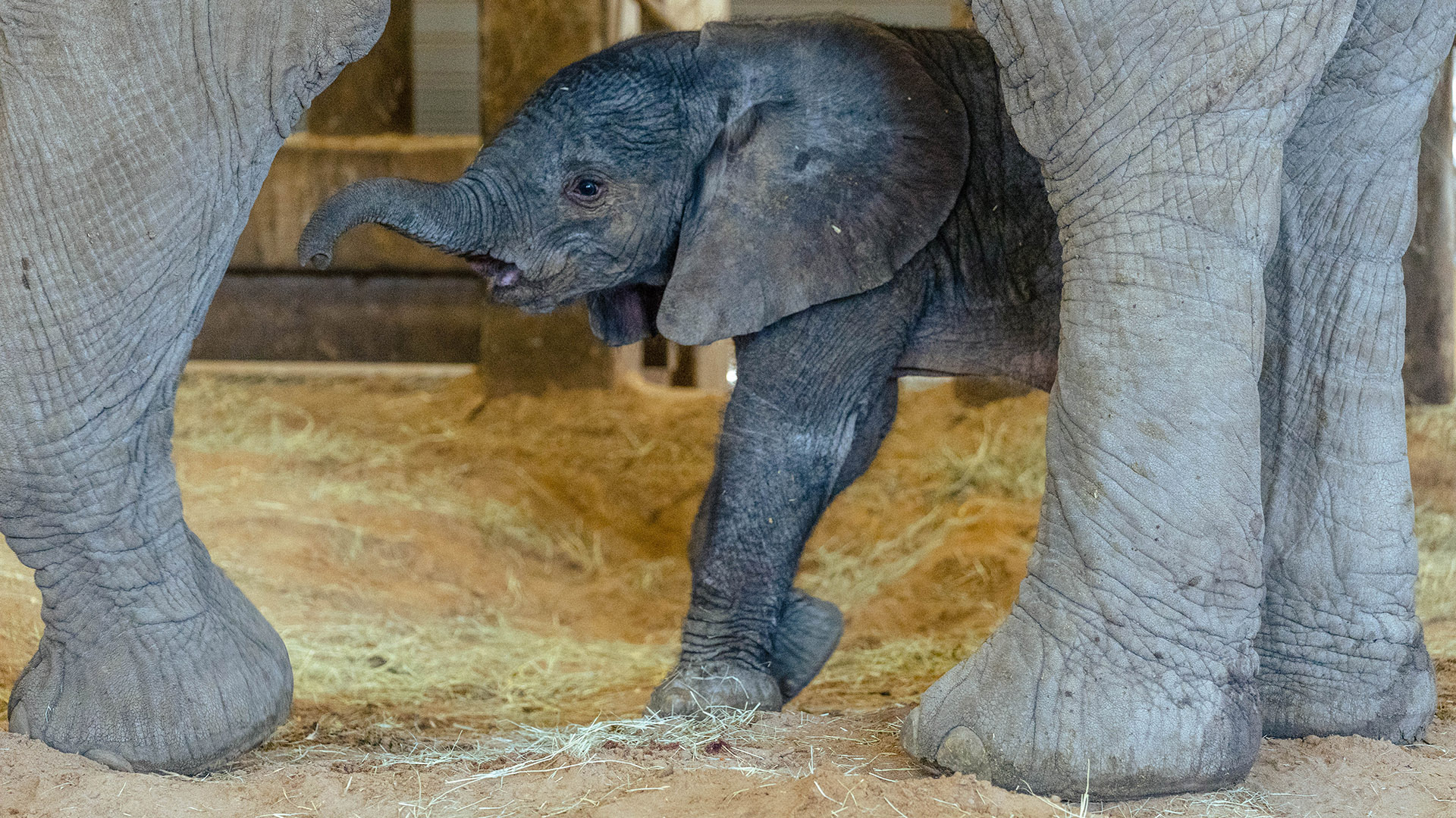 Dallas Zoo Announces Birth of Baby Elephant NBC 5 DallasFort Worth