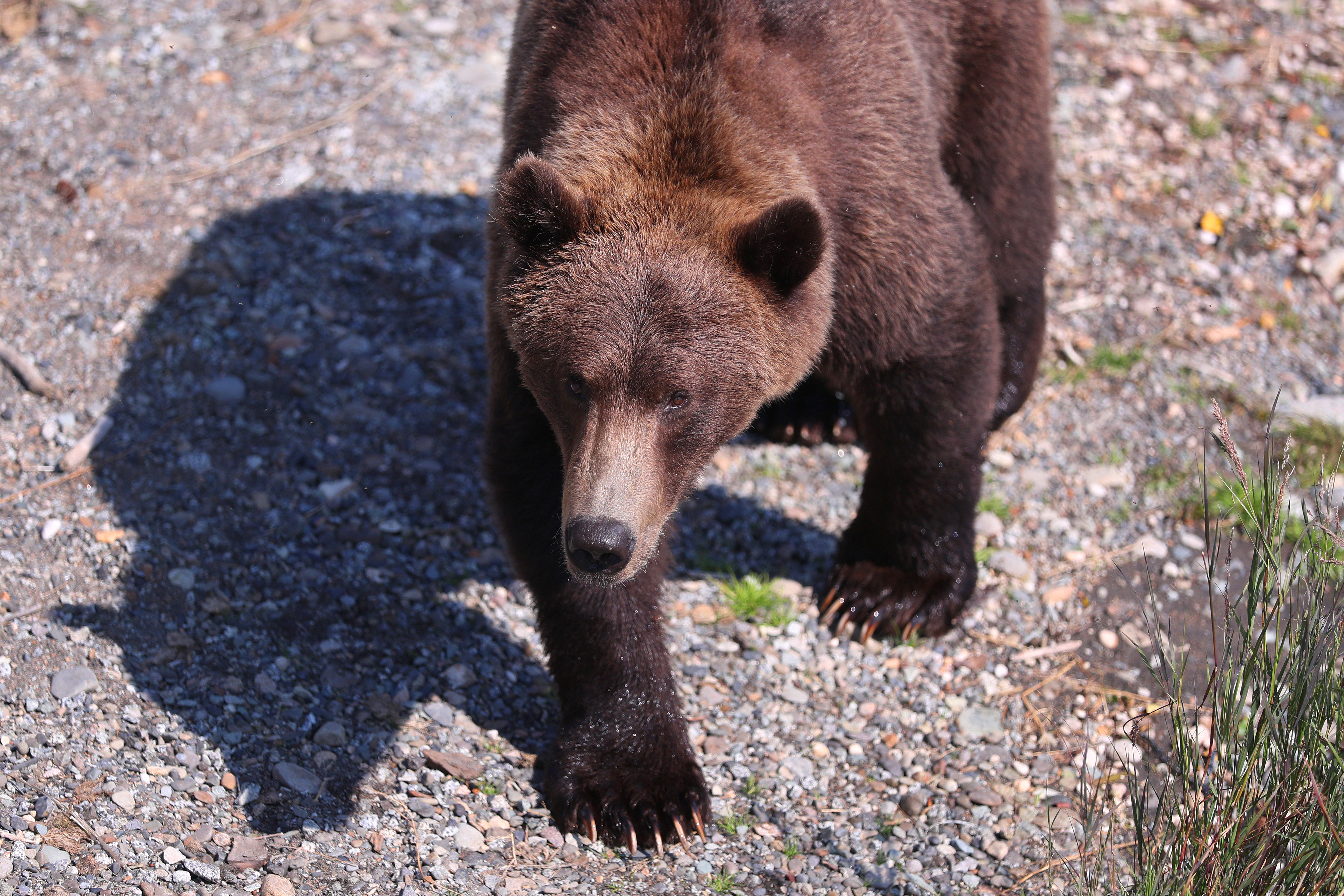 National Park Service's Peculiar Bear Safety Tweet – NBC Bay Area
