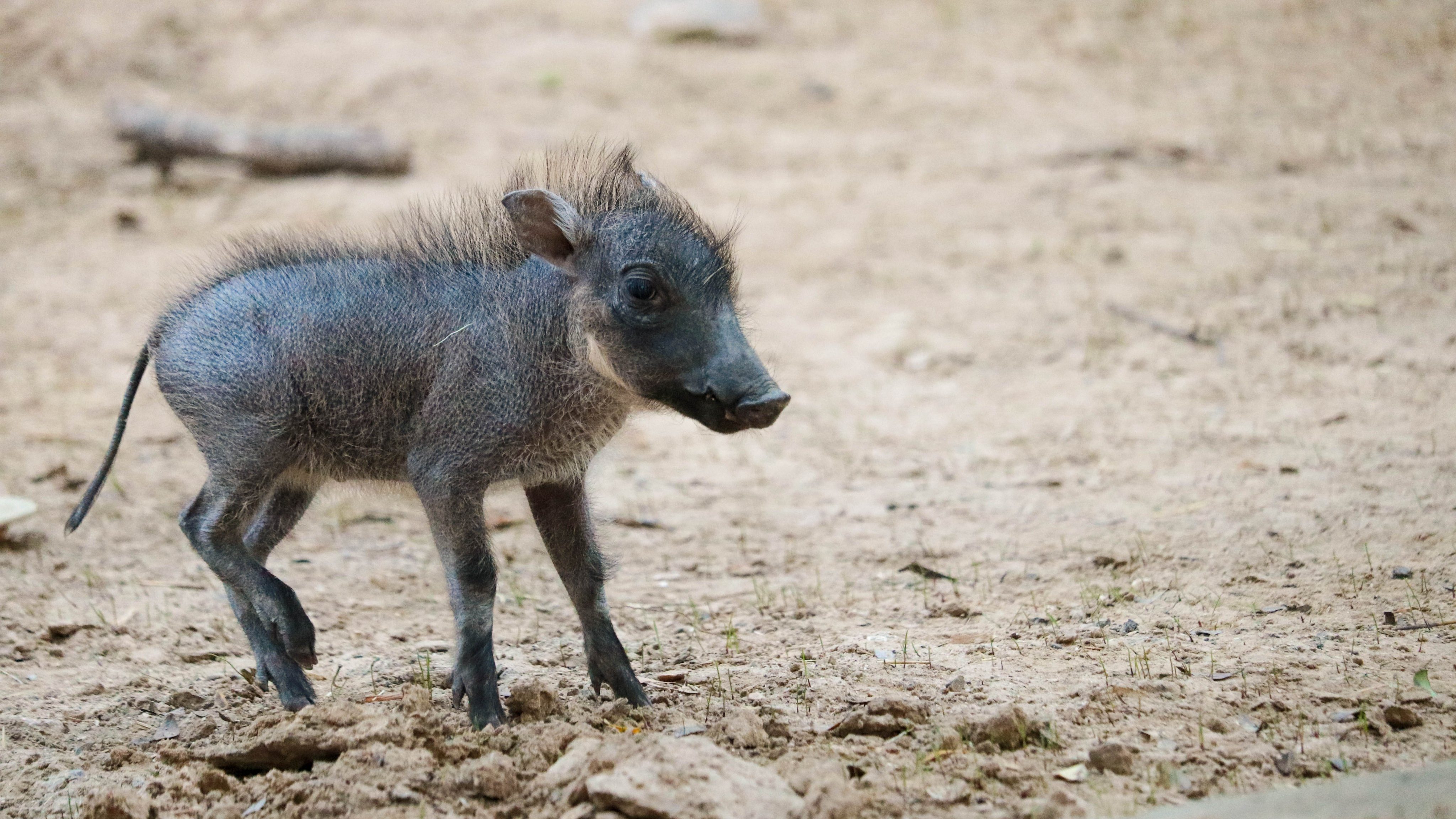 It's a Girl! Dallas Zoo New Baby Warthog