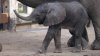 Dallas Zoo Announces Name of New Baby Elephant