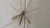 What Are Those Giant Mosquito-Like Flies? Spring in Texas Means Swarms of Bugs