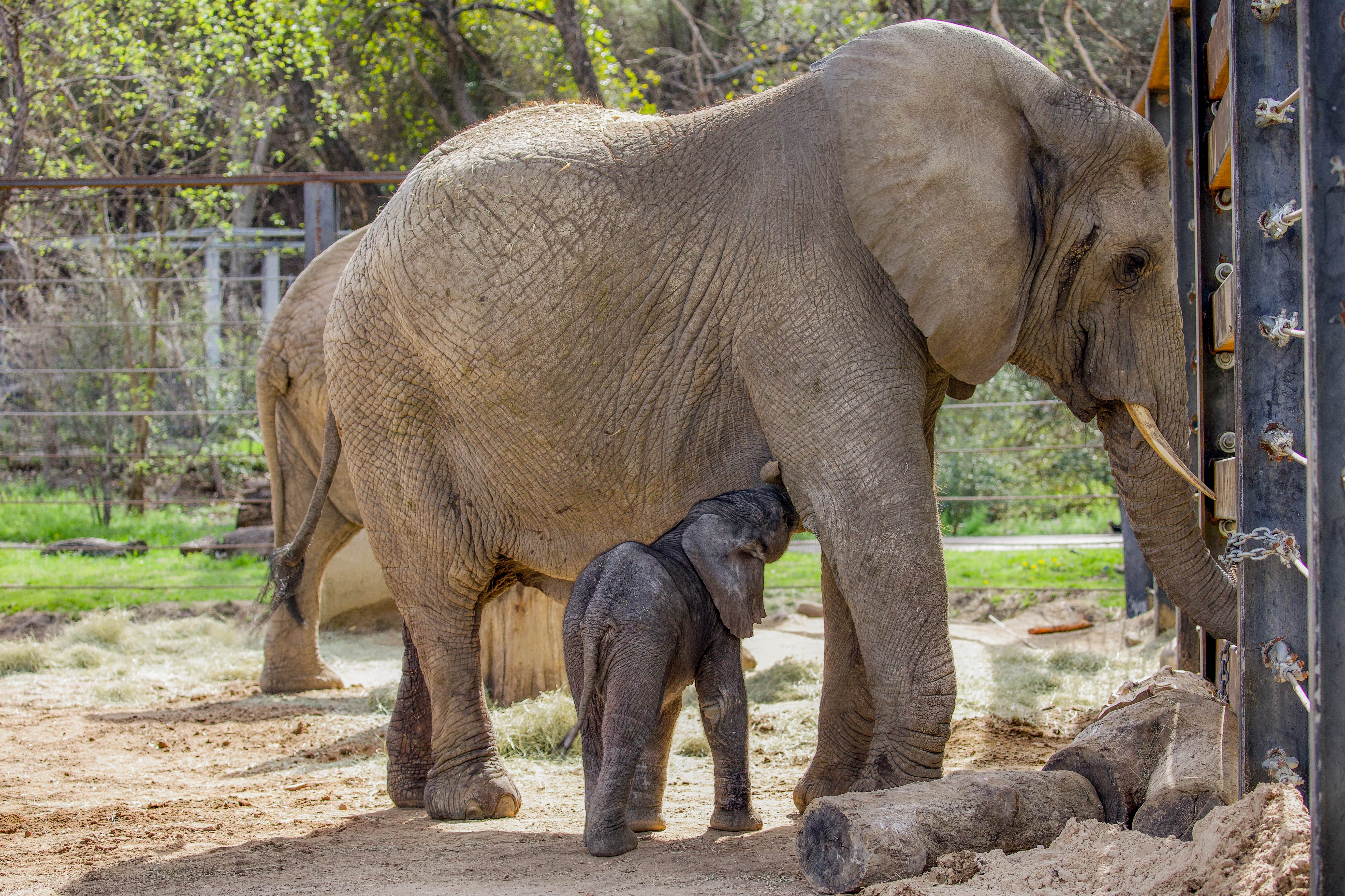 Dallas Zoo Announces Birth of Baby Elephant NBC 5 DallasFort Worth