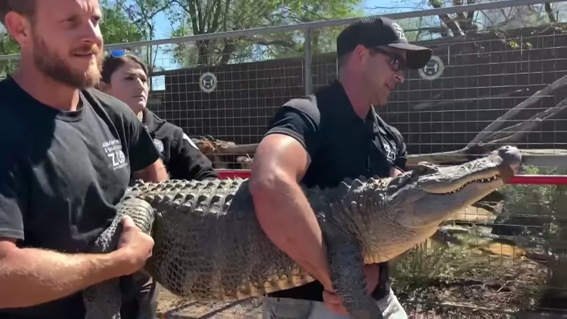 Gator Stolen From Texas Zoo 20 Years Ago Returns Home