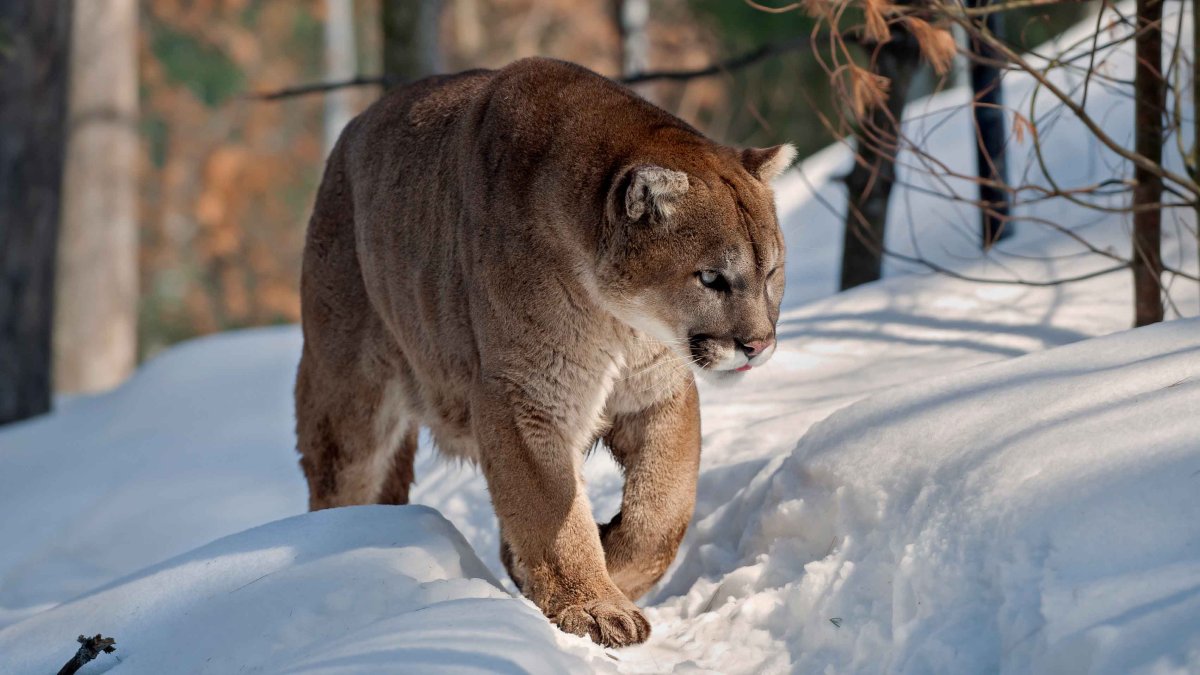 Mountain Lion Attacks Man Relaxing in Hot Tub in Colorado – NBC 5