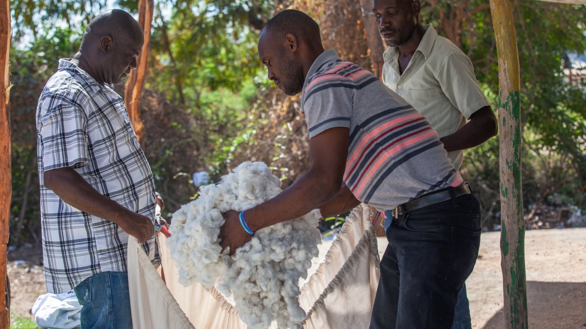 How Timberland, Vans, VF Corp. Are Making Sure Their Cotton Isn't 'Greenwashed' – NBC 5 Dallas-Fort Worth - Vimarsana News