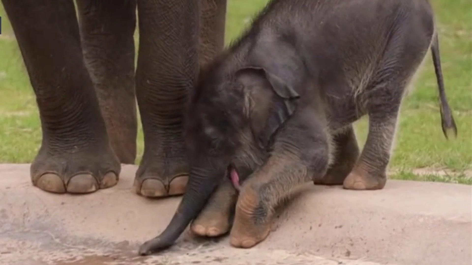 Elephant Productions - Birth of the Texas Rangers