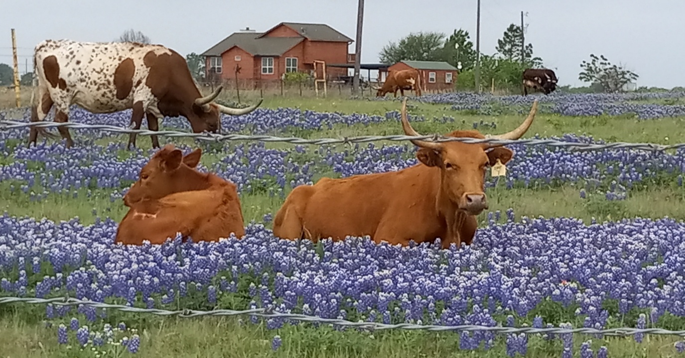 near Corsicana