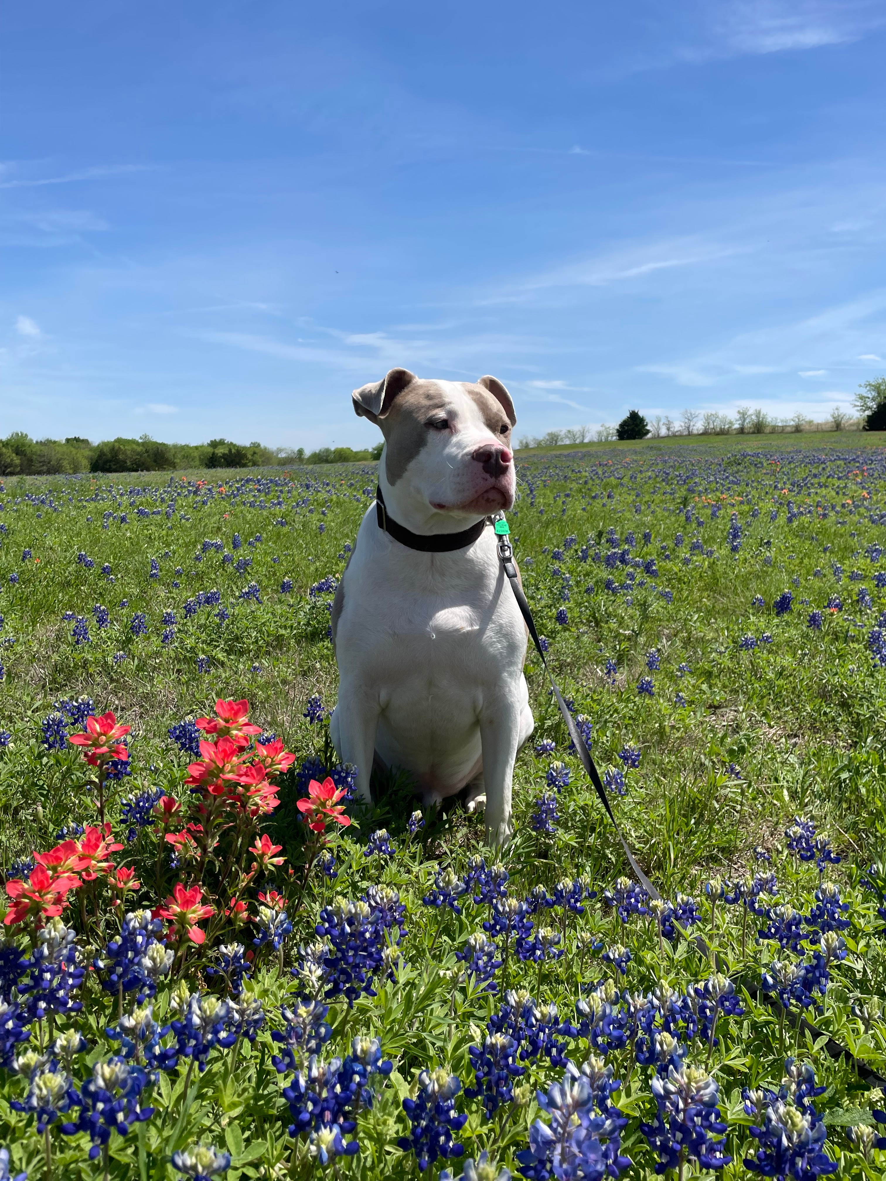 Witten in the beautiful Ennis Bluebonnets!
[IMG_2585]
Thank you,<br />
Cheryl