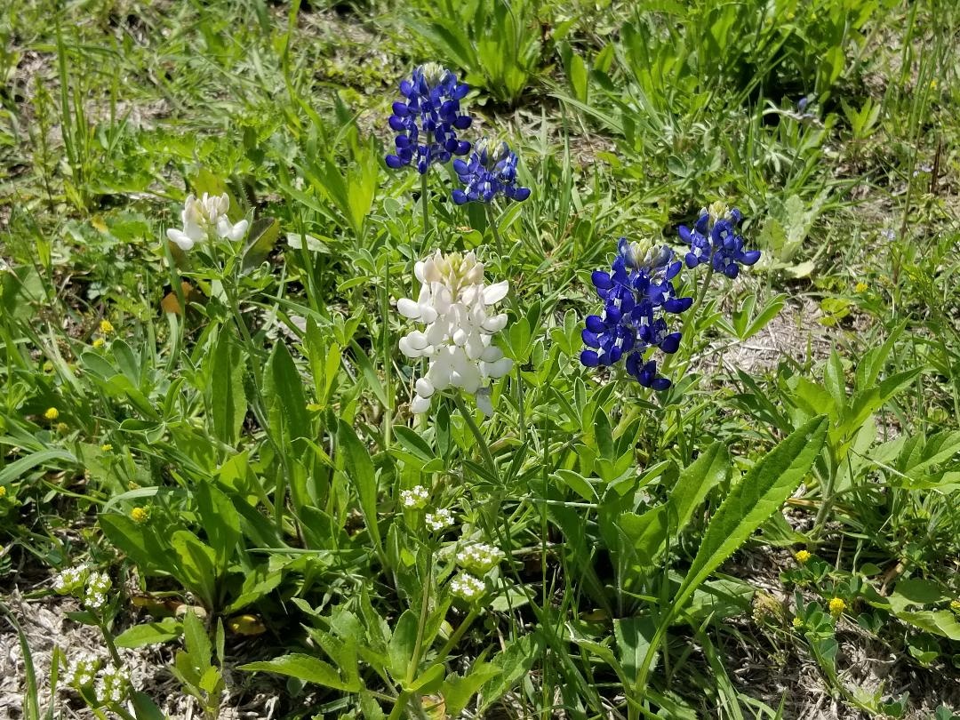 Good afternoon,
I am located in Navarro county just north of Corsicana. Every year when the Bluebonnets bloom, I have a few White Bluebonnets mixed in with the blue ones.
Thanks, David