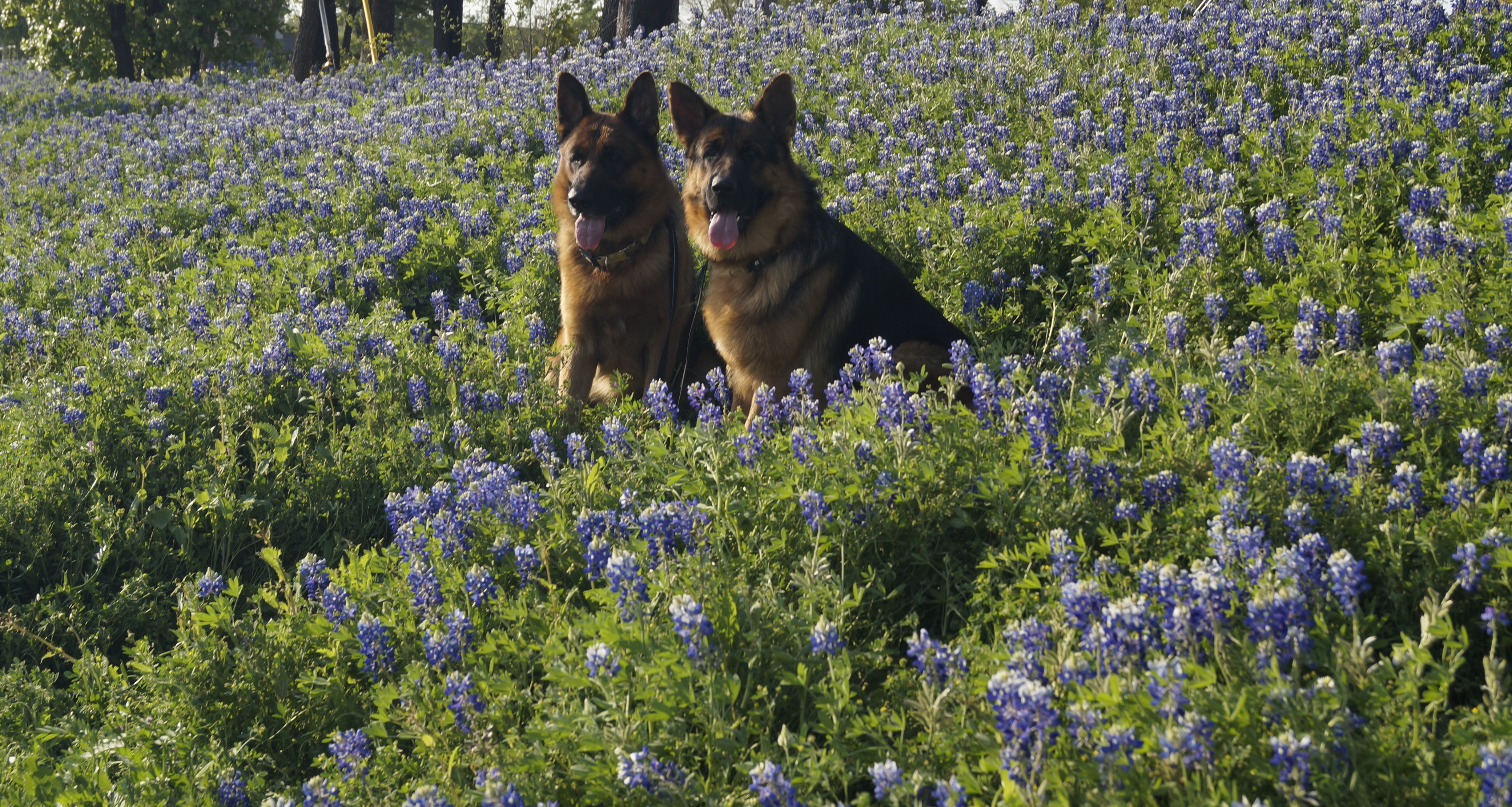 Annual (mandatory) bluebonnet pic of Atlas & Khaos from Southlake 🐾💙🐾<br />
-M. Thorp-