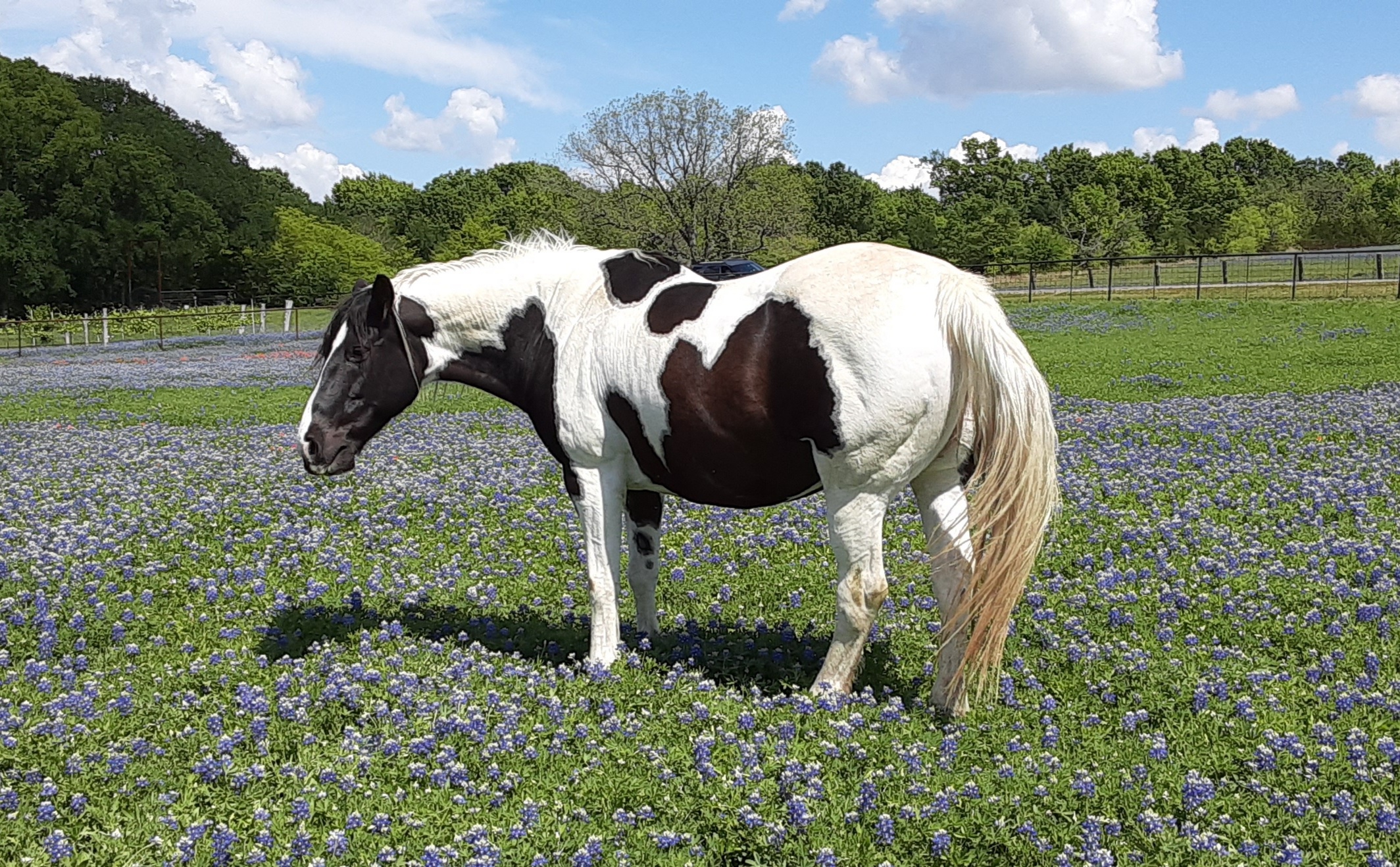 Spirit is in Bristol, Texas just outside of Ennis. My name is Charlene Rushing. She is 21 years old this year. Sent from my Metro By T-Mobile 4G LTE Android Device