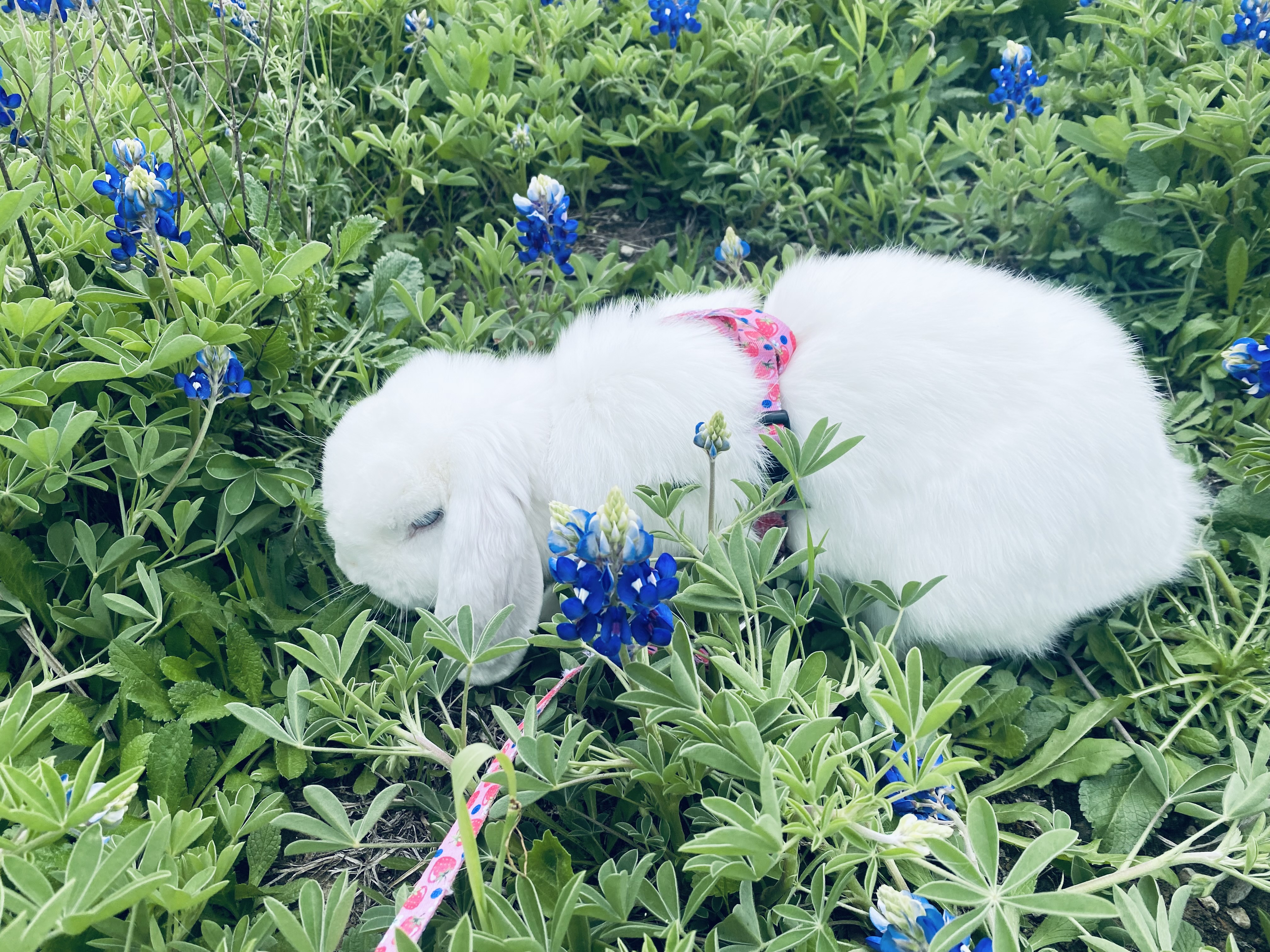 Gypsy loves to hop in the Bluebonnets.  She’s a therapy pet and like to<br />
visit nursing homes and Boys and Girls Club.   Gypsy lives in Royse City<br />
with her family.