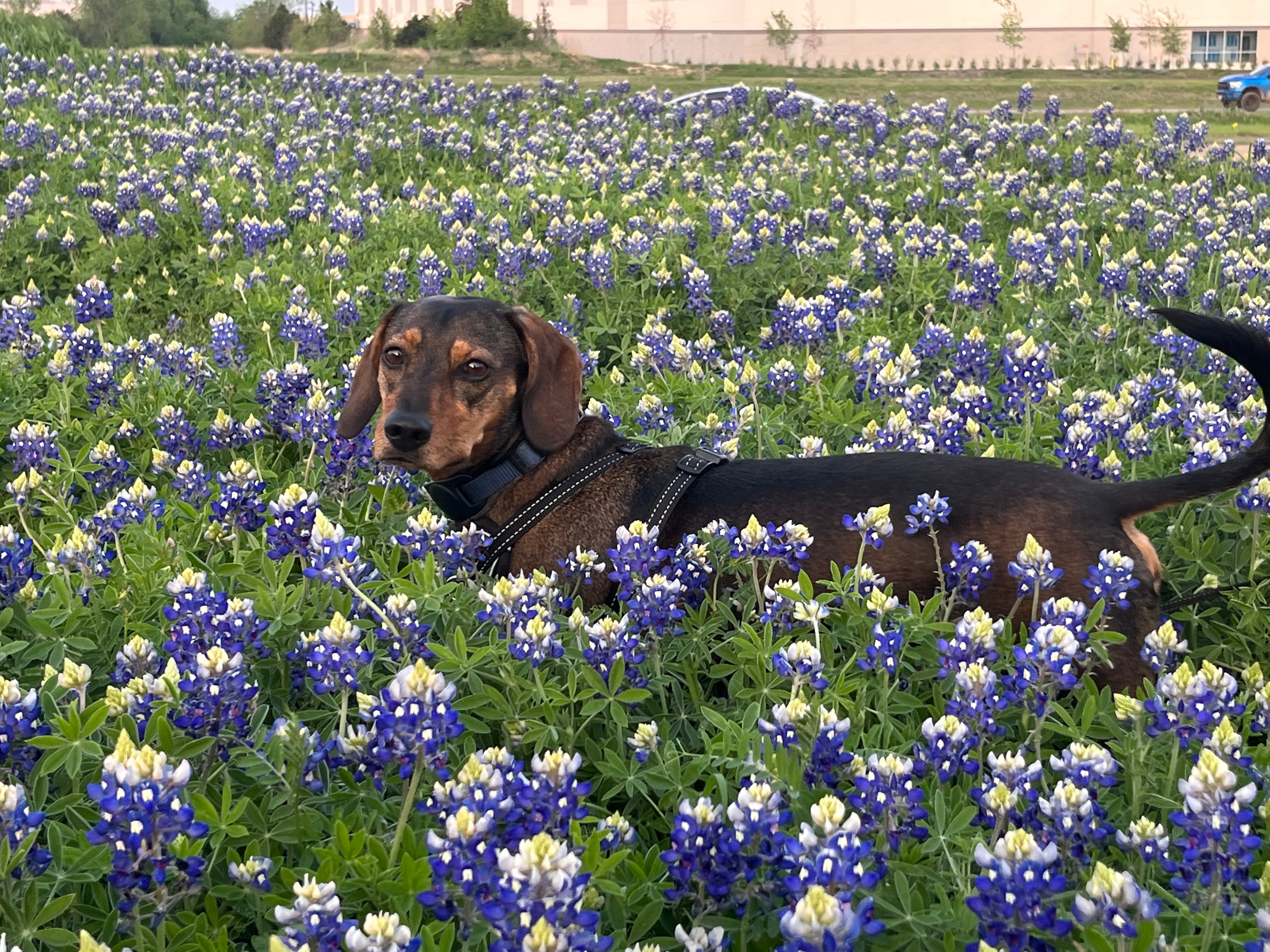 Archie enjoying the bluebonnets in Mansfield