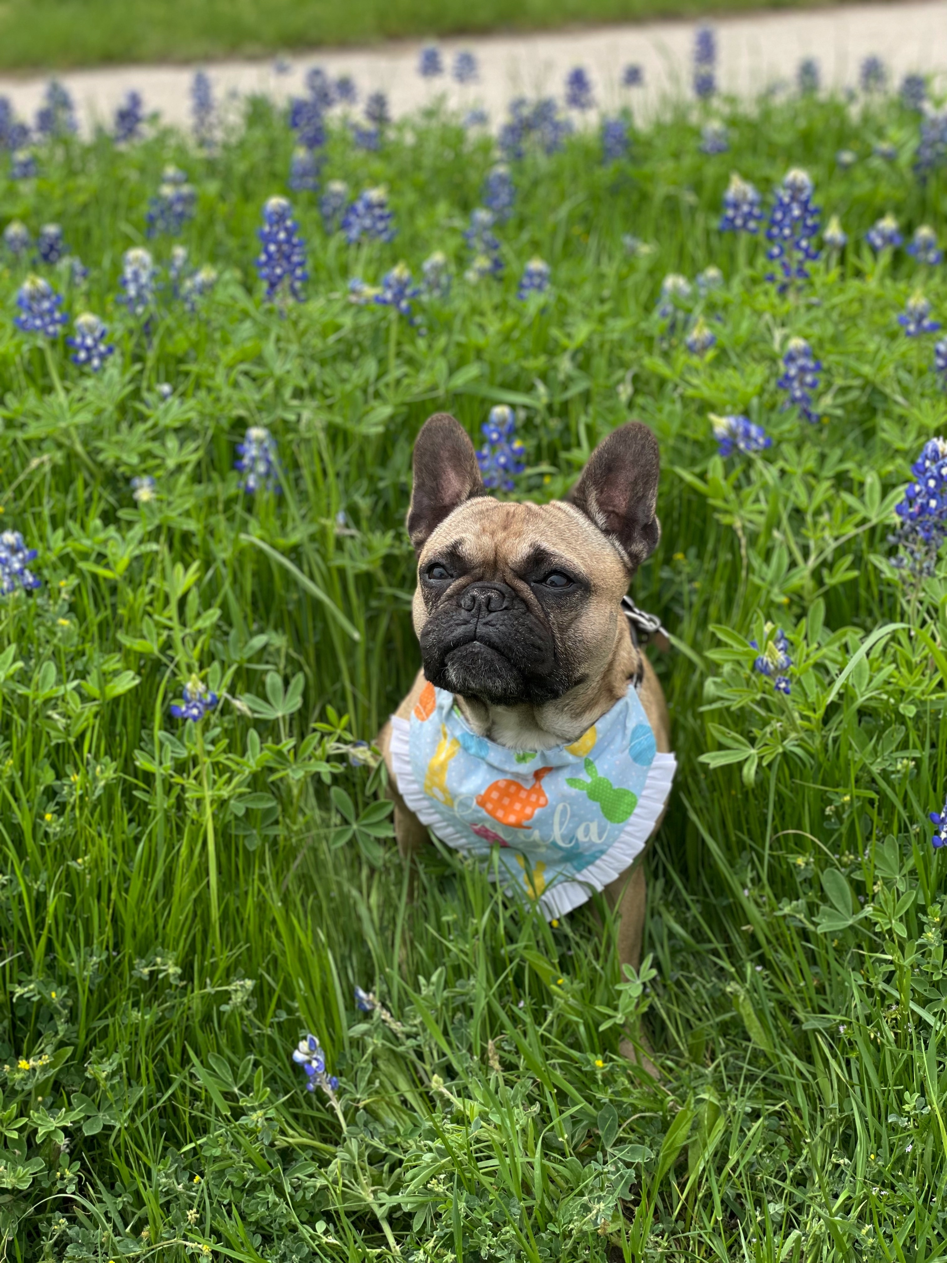 Layla hanging out in the bluebonnets at cleburne state park