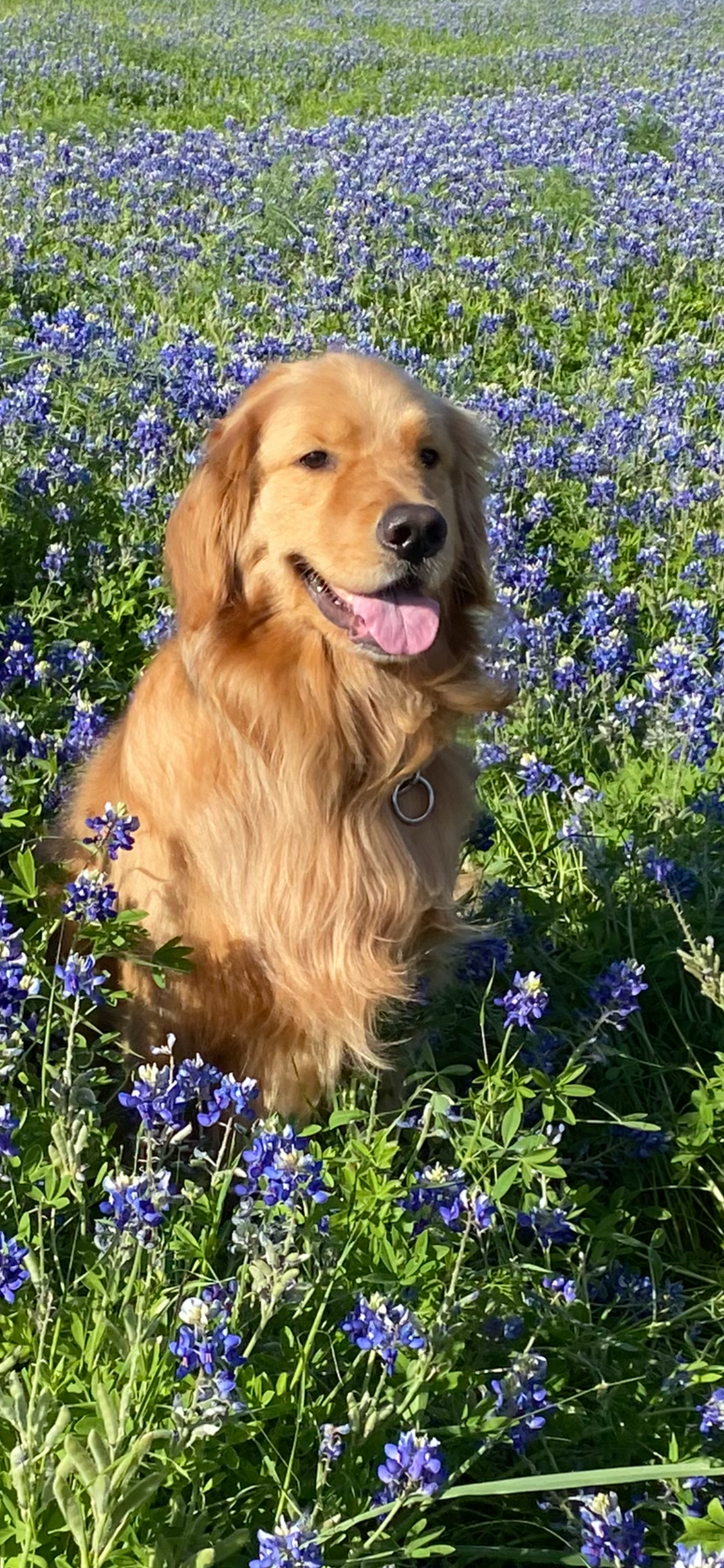 Poppy & Tucker in the bluebonnets