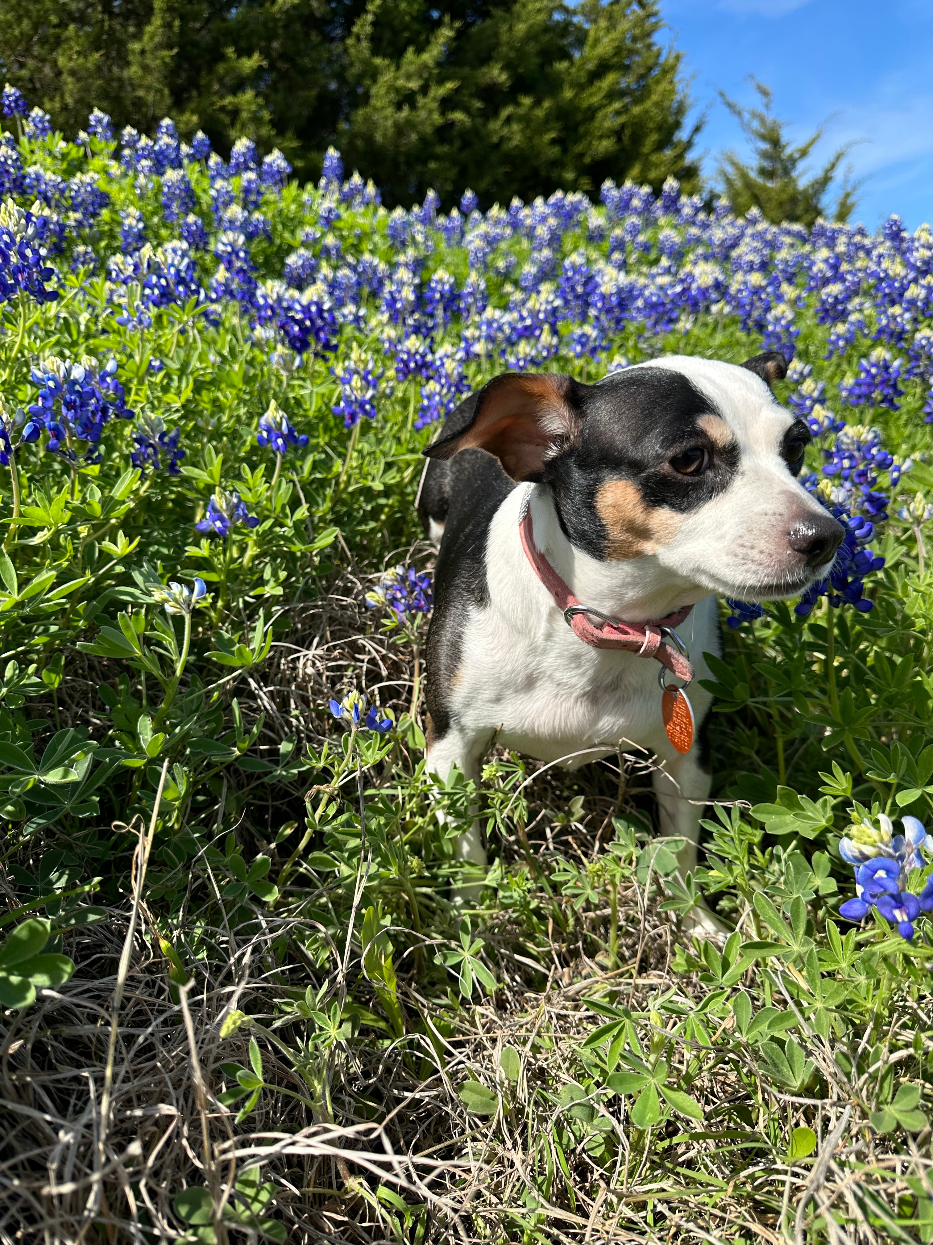 Miss Pookie enjoying the bluebonnets